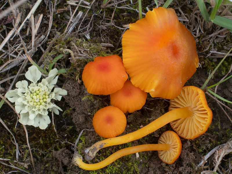 Hygrocybe calciphila